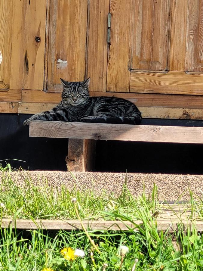 Slapen Tussen De Ezels In De Yurt Otel Aarschot Dış mekan fotoğraf