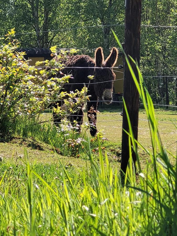 Slapen Tussen De Ezels In De Yurt Otel Aarschot Dış mekan fotoğraf